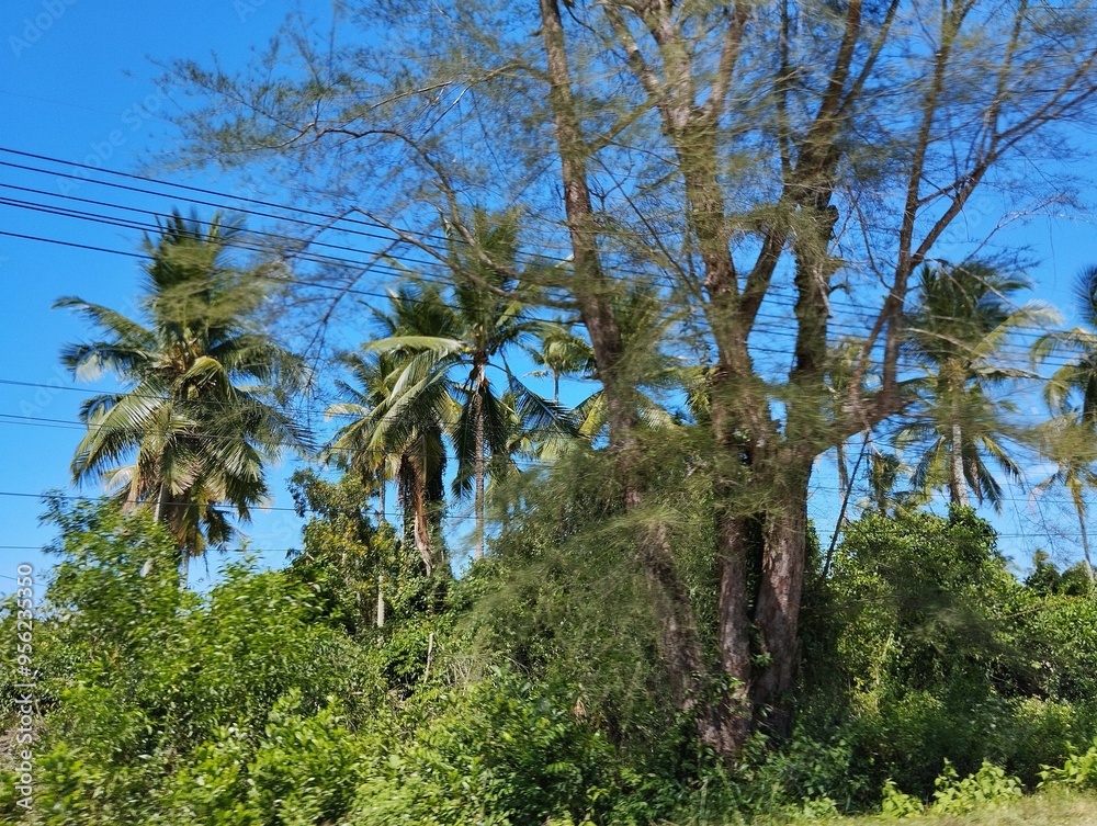 Field covered in palm trees and grass under the sunlight and a blue sky Field covered in palm trees and grass under the sunlight and a blue sky