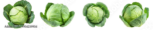 Savoy cabbage isolated on white background, depth of field filled with light