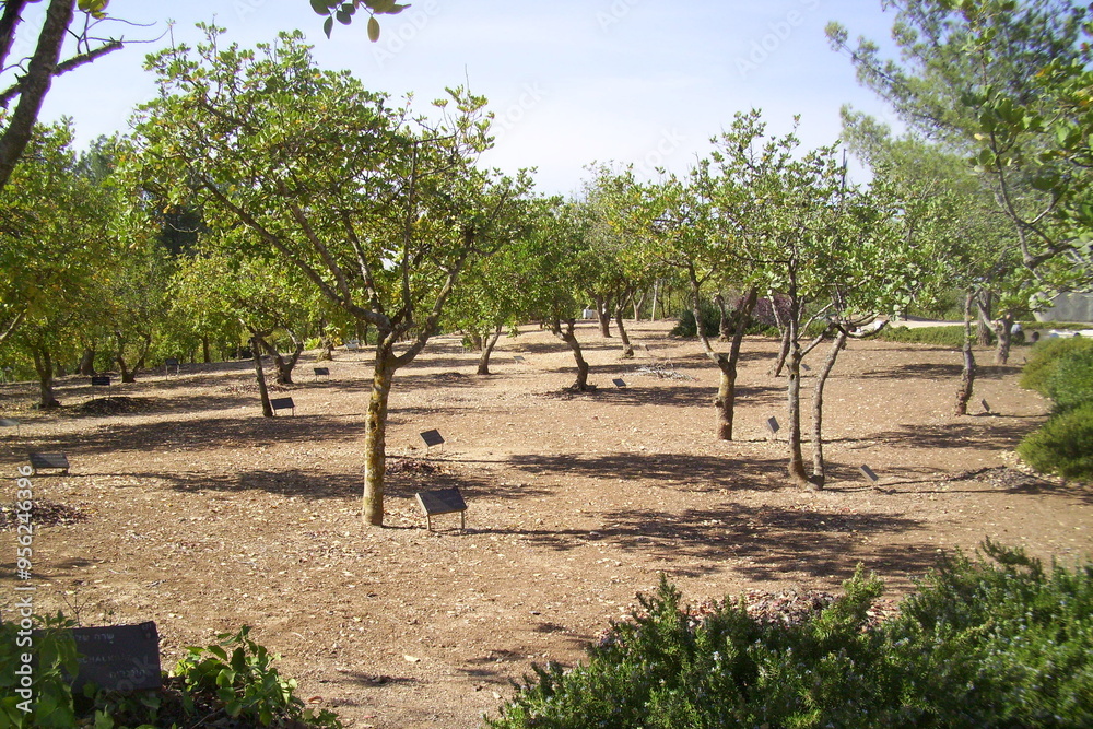 israel, apple tree, blossoms, sky, sun, city, garden, vegetable garden, white, flowers, house, shop, bench, grass israel, apple tree, blossoms, sky, sun, city, garden, vegetable garden, white, flowers, house, shop, bench, grass