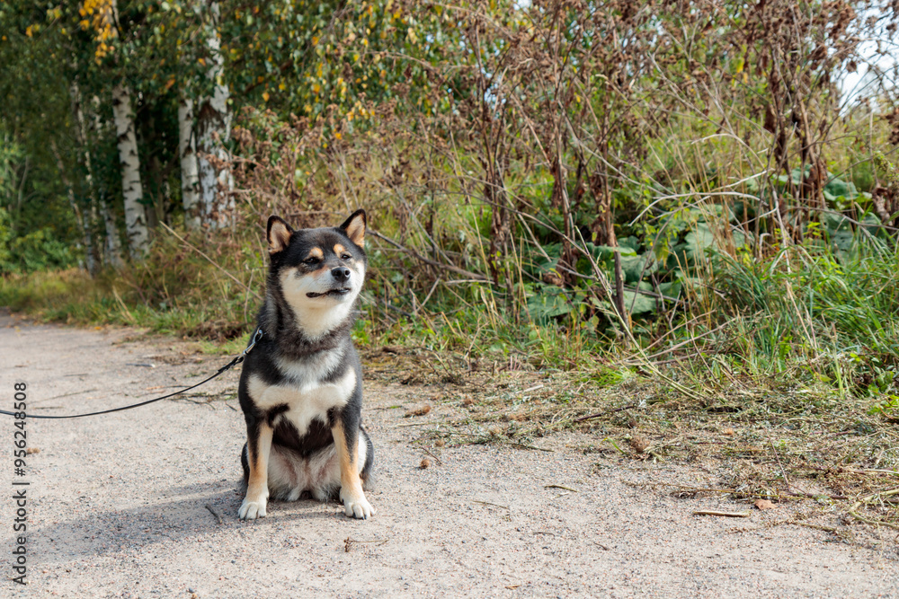 Black and tan dog, Japanese Shiba Inu breed, and nature, pet outdoors, in sunny summer forest or park in Finland, Europe Black and tan dog, Japanese Shiba Inu breed, and nature, pet outdoors, in sunny summer forest or park in Finland, Europe