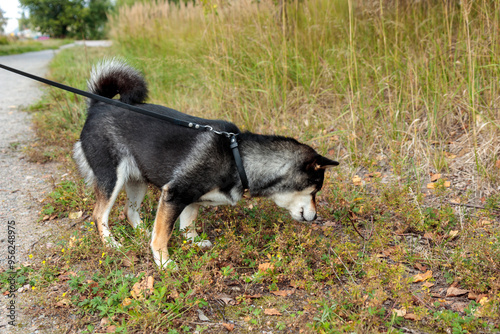 Black and tan dog, Japanese Shiba Inu breed, sniffs grass, pet outdoors in nature, on her walk in a sunny summer forest or park in Finland, Europe