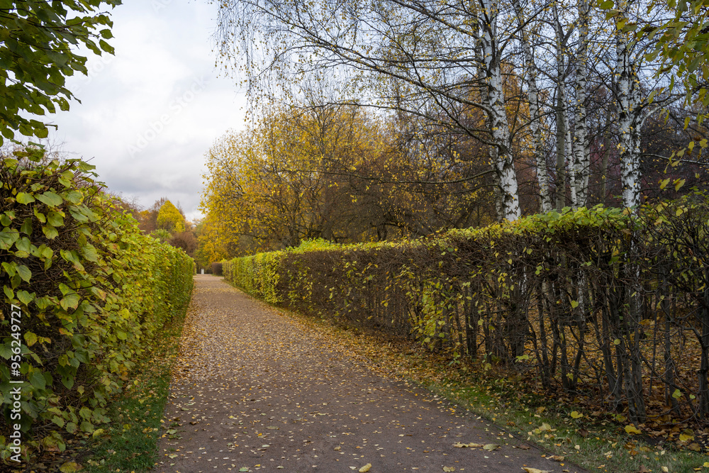 Obraz premium A path with a hedge on either side