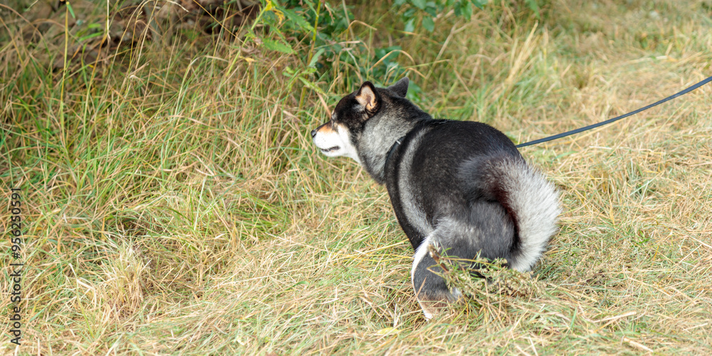 Black and tan dog, Japanese Shiba Inu defecates in summer forest or park in Finland, Europe, pet and toilet Black and tan dog, Japanese Shiba Inu defecates in summer forest or park in Finland, Europe, pet and toilet