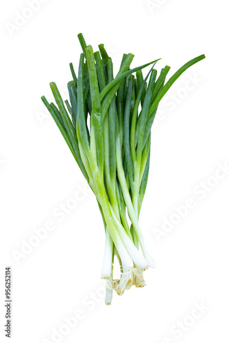 A vibrant bunch of fresh green onions, showcasing their crisp stems and lush green leaves, perfect for adding flavor and color to any dish. Ideal for healthy cooking and culinary creativity