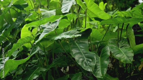 Bush of green leaves in the forest under morning sunlight. Freshness of dense lush foliage plant in rainforest.