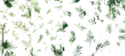 Fototapeta Naklejka Na Ścianę i Meble -  White background, full depth of field, falling dill isolated