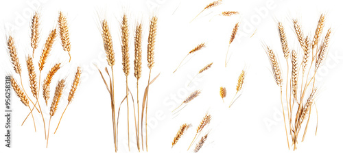 Isolated on a white background, full depth of field, a grain of wheat falls