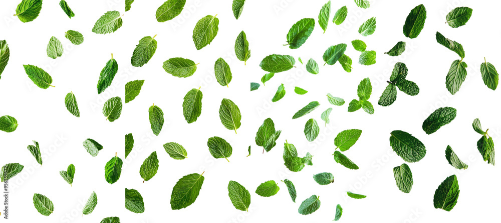 Isolated on a white background, falling Melissa leaves, lemon balm in full depth of field Isolated on a white background, falling Melissa leaves, lemon balm in full depth of field