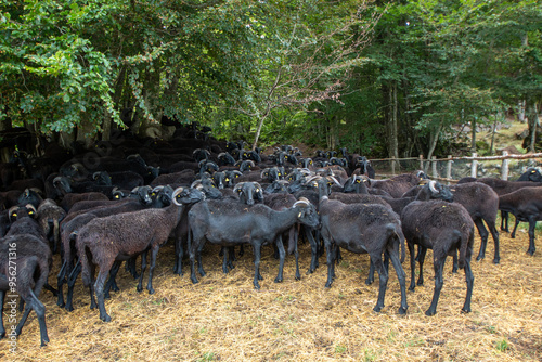 massese sheep animal in danger of extinction good for milk and meat pastures apennines photo