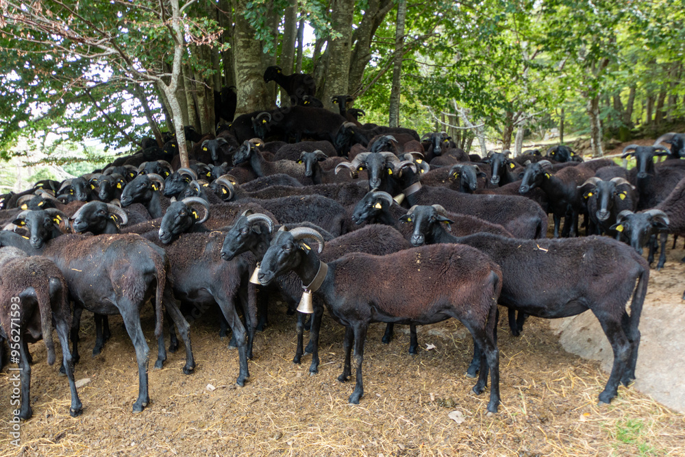 Fototapeta premium massese sheep animal in danger of extinction good for milk and meat pastures apennines