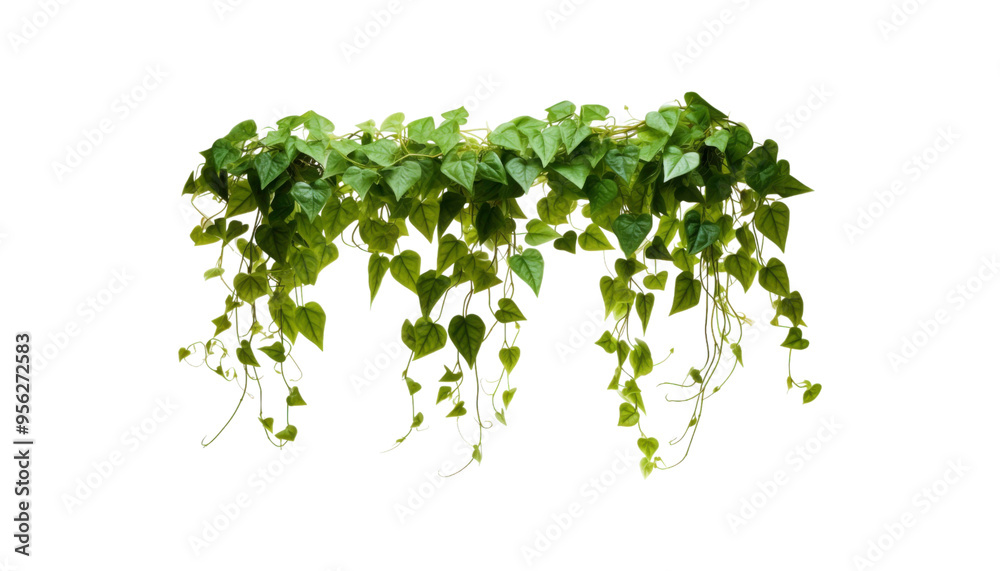 Hanging ivy plants on vines, ideal for nature themed designs, eco-friendly concepts, botanical illustrations, or gardening-related content Hanging ivy plants on vines, ideal for nature themed designs, eco-friendly concepts, botanical illustrations, or gardening-related content