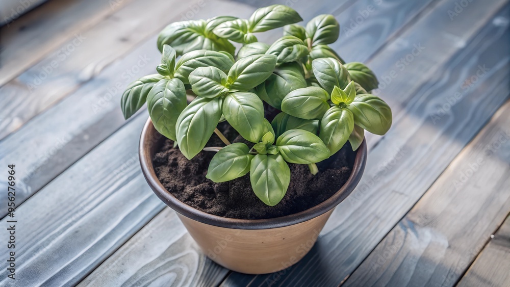 basil basil