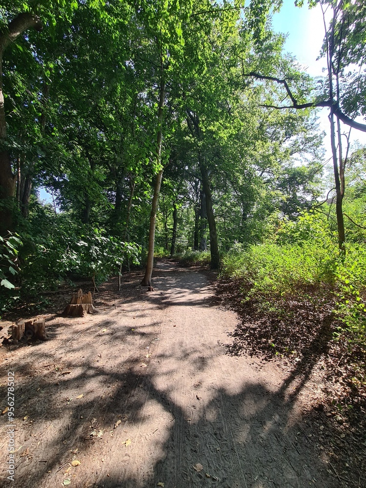 Plänterwald Forest, Walking Path on a Sunny Day - Berlin Treptow/Köpenick Plänterwald Forest, Walking Path on a Sunny Day - Berlin Treptow/Köpenick