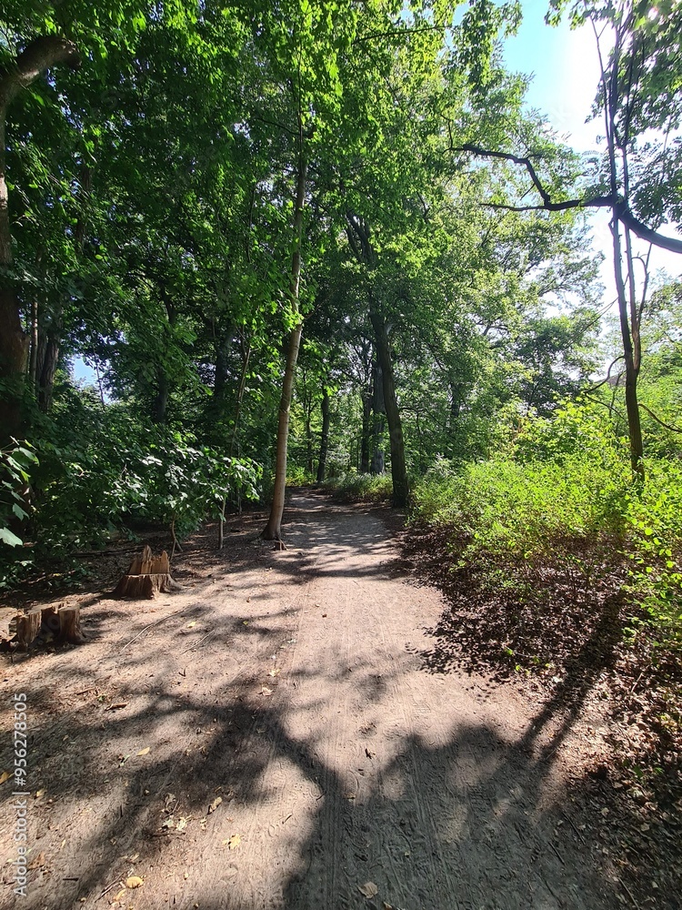 Plänterwald Forest, Walking Path on a Sunny Day - Berlin Treptow/Köpenick Plänterwald Forest, Walking Path on a Sunny Day - Berlin Treptow/Köpenick