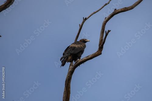 The wedge-tailed eagle (Aquila audax) is the largest bird of prey on the continent of Australia. photo