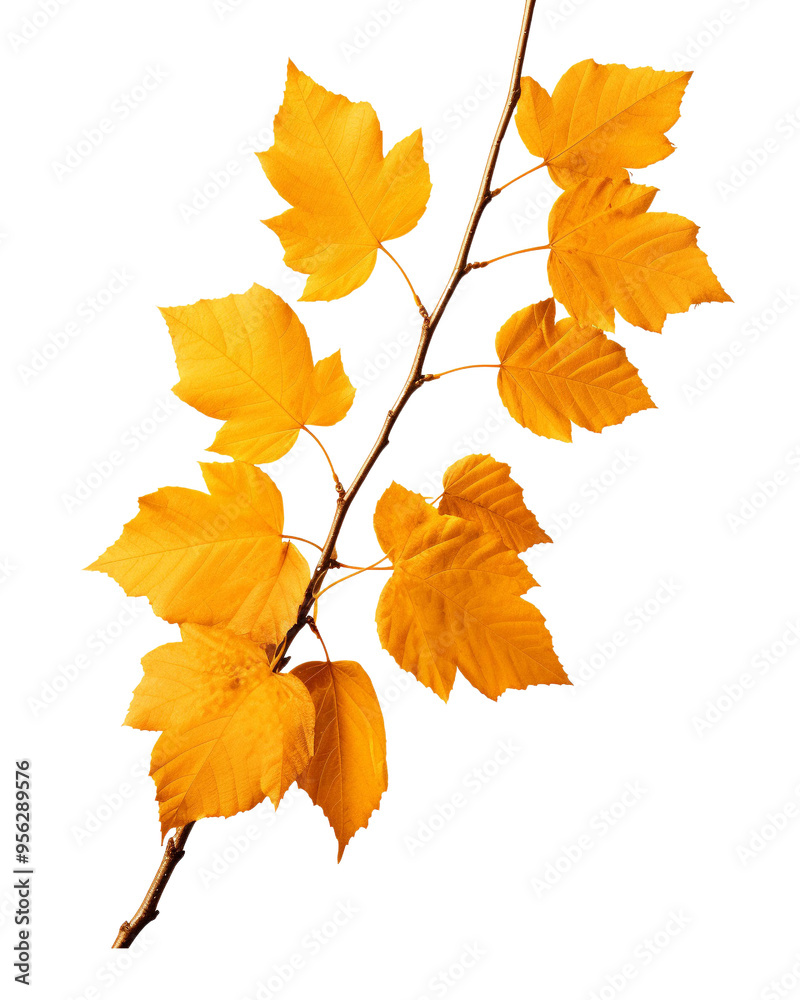 A vibrant branch with golden yellow leaves displaying the beauty of autumn and nature's seasonal transformation. A vibrant branch with golden yellow leaves displaying the beauty of autumn and nature's seasonal transformation.