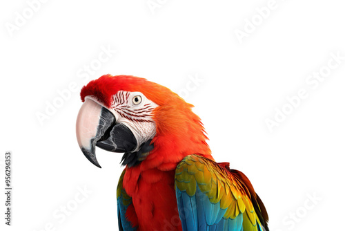 A closeup of a scarlet macaw bird. Bright and colorful birds are suitable for nature, wildlife, tropical, and exotic themes