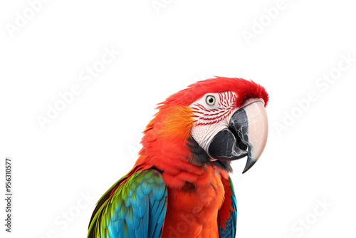 A closeup of a scarlet macaw bird. Bright and colorful birds are suitable for nature, wildlife, tropical, and exotic themes