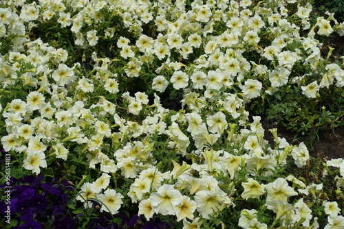 Lots of ivory white flowers of petunias in mid July photo