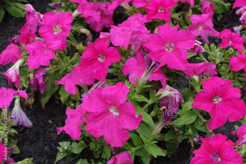 Fuchsia colored flowers of petunias in June Fuchsia colored flowers of petunias in June