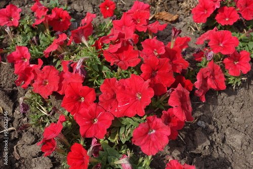 Many red flowers of petunias in mid September photo