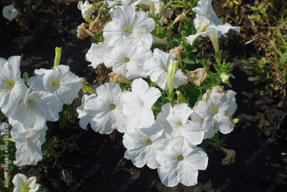 Close shot of white flowers of petunias in mid September Close shot of white flowers of petunias in mid September