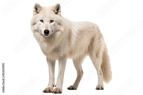 Arctic wolf PNG on transparent background ideal for wildlife designs, arctic-themed projects, and nature illustrations.