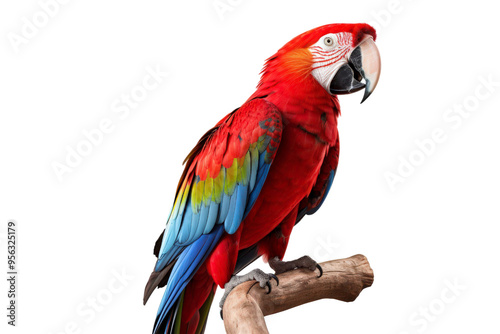 Scarlet macaw perched on branch against light background, suitable for nature or wildlife themed designs and projects photo