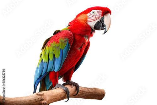 Scarlet macaw perched on branch against light background, suitable for nature or wildlife themed designs and projects photo