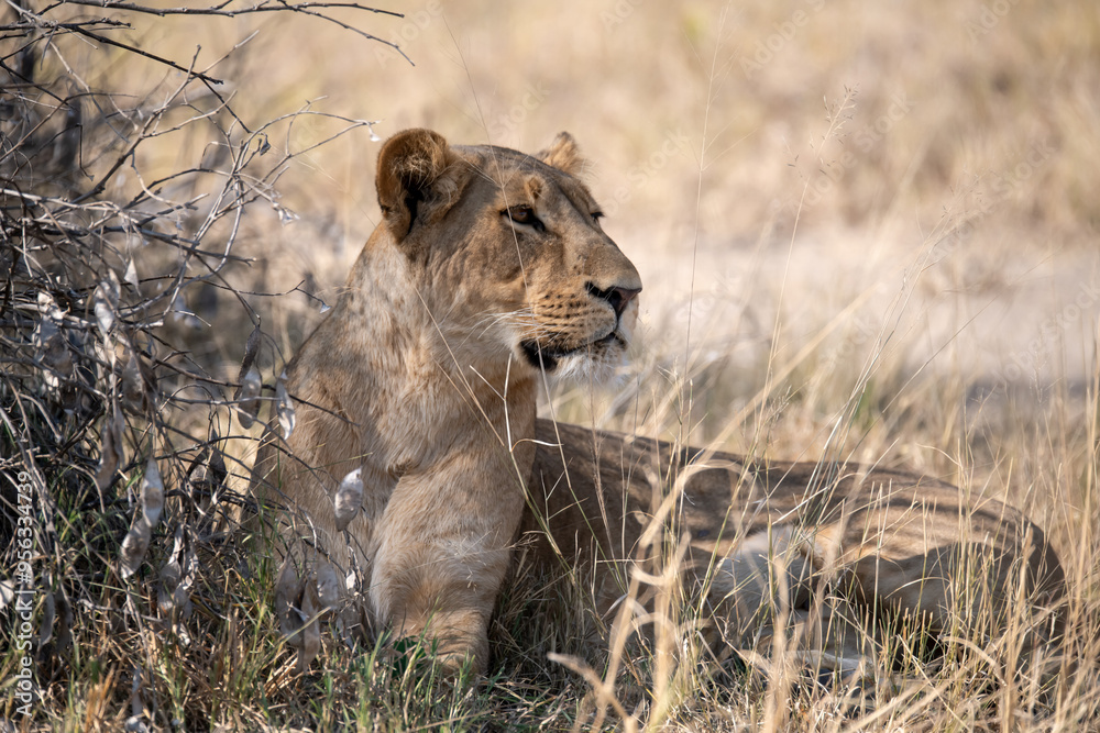 Lions in BWA