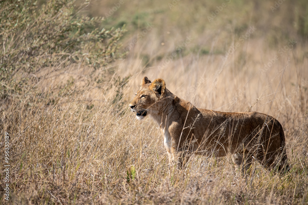 Naklejka premium Lions in BWA