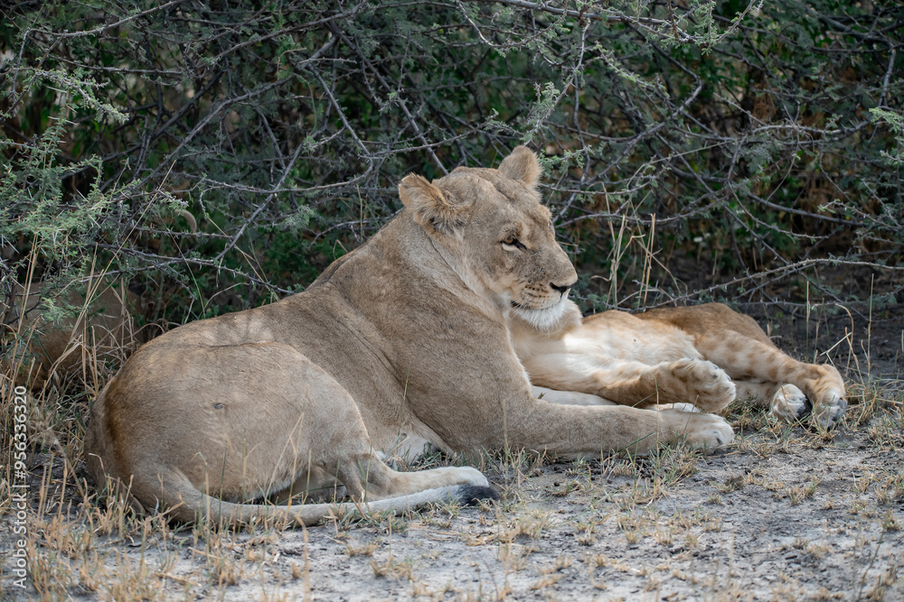 Fototapeta premium lions in BWA
