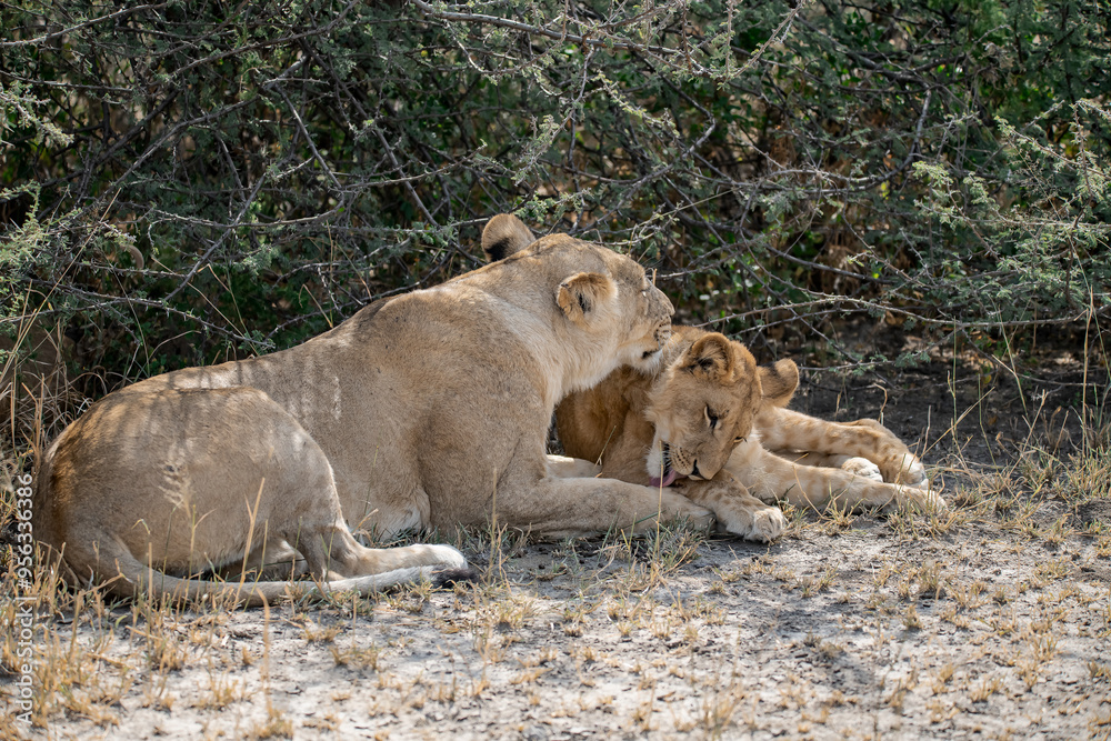 lions in BWA lions in BWA