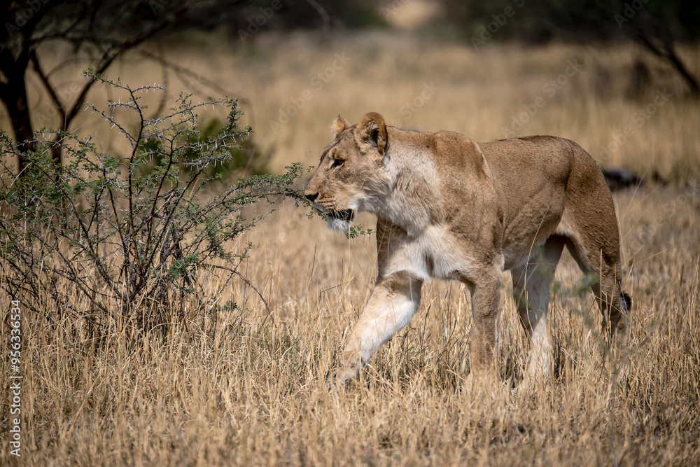 lions in BWA lions in BWA