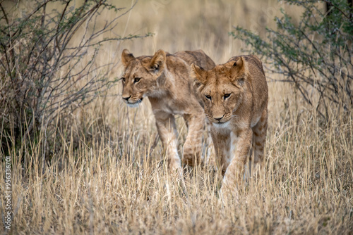 lions in BWA