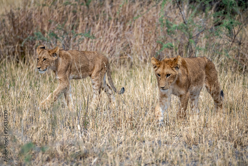 lions in BWA