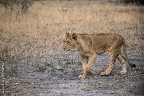 lions in BWA