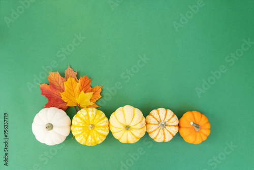 Halloween or thansgiving concept, row of orange and white pumpkins with fall lesves on bright green background photo