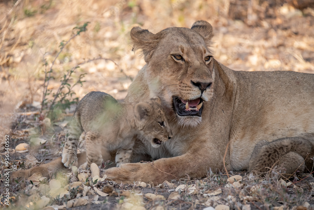Naklejka premium Lions in BWA
