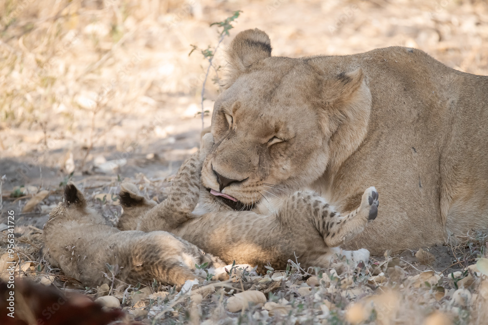 Lions in BWA Lions in BWA