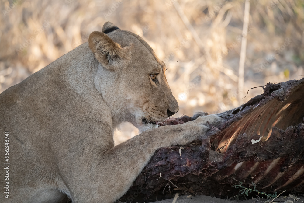 Naklejka premium Lions in BWA