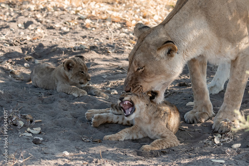 Lions in BWA