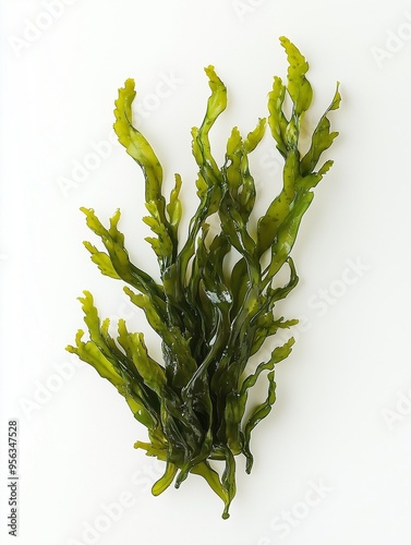 Isolated laminaria, spirulina, fucus, litotamnia seaweed, white background