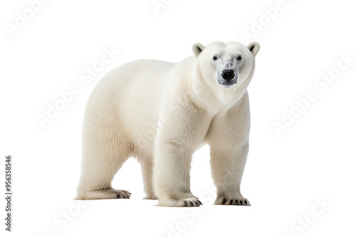 High-resolution polar bear isolated on transparent background for wildlife illustrations and arctic animal design projects featuring majestic and powerful ice habitat creatures photo