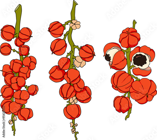 Guarana fruits. Superfood ingredient for energy drink. Natural organic hand drawn colored isolated vector illustration	 photo