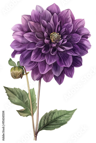 A illustration of vibrant Dahlia flowers with lush green leaves, perfect for floral themes and nature designs, watercolor art, PNG transparent background