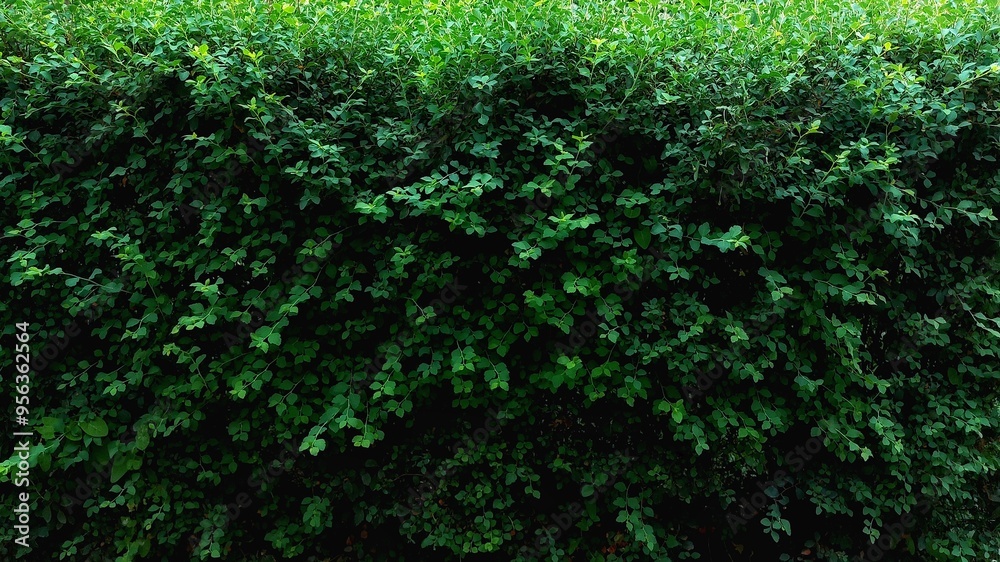 A green hedge in close-up. Green color. Plants along the fence A green hedge in close-up. Green color. Plants along the fence