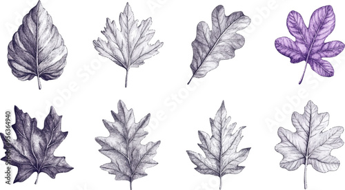 A set of vector drawings with various leaves in purple and gray tones on a white background