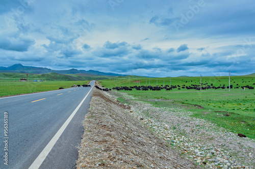 Highway through green grassland with a herd of yaks