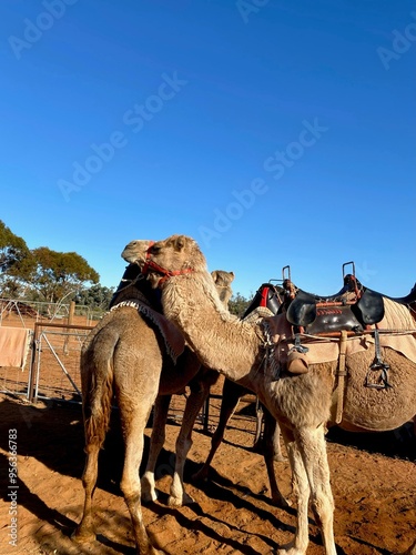 Camels in the Outback 
